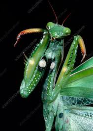 Attēlu rezultāti vaicājumam “Mantis religiosa”