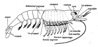 Attēlu rezultāti vaicājumam “Crustacea”