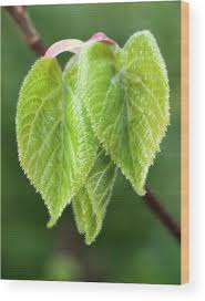 Attēlu rezultāti vaicājumam “Tilia cordata leaf”