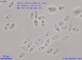 Attēlu rezultāti vaicājumam “Ombrophila violacea”