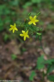 Attēlu rezultāti vaicājumam “Mycelis muralis”