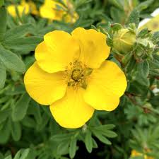 Attēlu rezultāti vaicājumam “Potentilla”