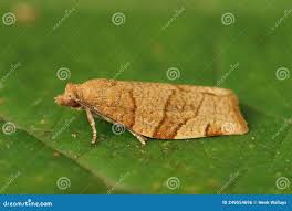 Attēlu rezultāti vaicājumam “Pandemis cerasana”