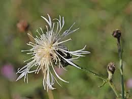 Attēlu rezultāti vaicājumam “Centaurea scabiosa bud”