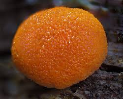 Attēlu rezultāti vaicājumam “Lycogala exiguum aggr. macro”