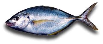 Image result for Pseudocaranx dentex