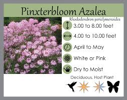 Attēlu rezultāti vaicājumam “Rhododendron periclymenoides”