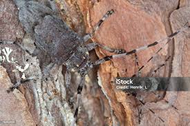 Attēlu rezultāti vaicājumam “Acanthocinus aedilis”