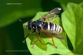 Attēlu rezultāti vaicājumam “Temnostoma vespiforme”