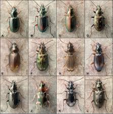 Attēlu rezultāti vaicājumam “Bembidion sp.”