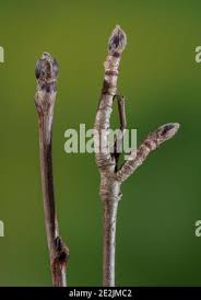 Attēlu rezultāti vaicājumam “Sorbus aucuparia bud”