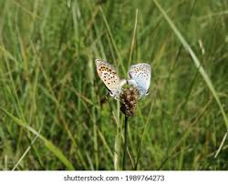Attēlu rezultāti vaicājumam “Plebejus argyrognomon underside”