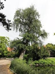 Attēlu rezultāti vaicājumam “Ulmus minor”