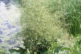 Attēlu rezultāti vaicājumam “Alisma plantago-aquatica”