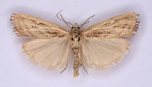 Attēlu rezultāti vaicājumam “Pediasia fascelinella”