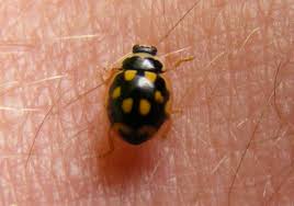 Attēlu rezultāti vaicājumam “Propylea quatuordecimpunctata”