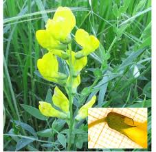 Attēlu rezultāti vaicājumam “Lathyrus pratensis”