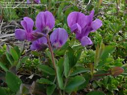 Attēlu rezultāti vaicājumam “Lathyrus japonicus subsp. maritimus flower”