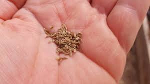 Attēlu rezultāti vaicājumam “Daucus sativus”