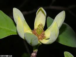 Attēlu rezultāti vaicājumam “Magnolia acuminata flower”