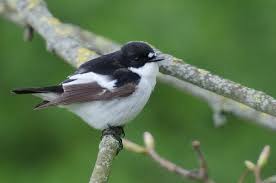 Attēlu rezultāti vaicājumam “Ficedula hypoleuca juvenile”