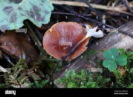 Attēlu rezultāti vaicājumam “Polyporus tubaeformis”