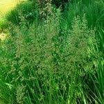 Attēlu rezultāti vaicājumam “Poa pratensis fruit”