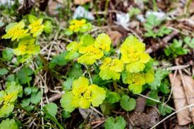 Attēlu rezultāti vaicājumam “Chrysosplenium alternifolium flower”