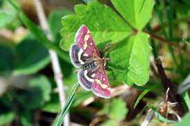 Attēlu rezultāti vaicājumam “Pyrausta purpuralis”