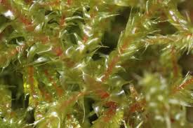 Attēlu rezultāti vaicājumam “Rhytidiadelphus subpinnatus”