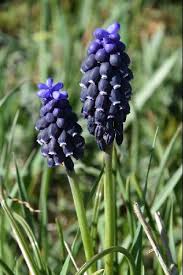 Attēlu rezultāti vaicājumam “Muscari neglectum”
