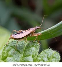 Attēlu rezultāti vaicājumam “Nabis limbatus”