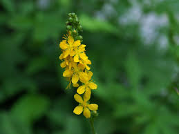 Attēlu rezultāti vaicājumam “Agrimonia pilosa bud”