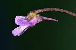 Attēlu rezultāti vaicājumam “Pinguicula vulgaris leaf”