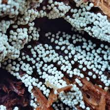 Attēlu rezultāti vaicājumam “Trichia varia spores”