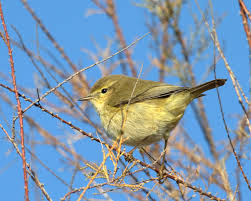 Attēlu rezultāti vaicājumam “Phylloscopus collybita adult”