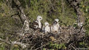 Attēlu rezultāti vaicājumam “Buteo buteo nest”