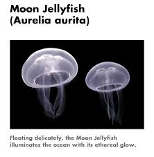 Attēlu rezultāti vaicājumam “Aurelia aurita”