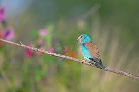 Attēlu rezultāti vaicājumam “Coracias garrulus”