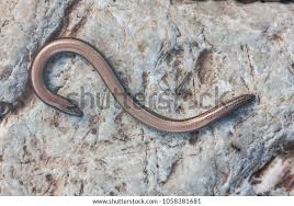 Attēlu rezultāti vaicājumam “Anguis fragilis”