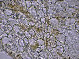 Attēlu rezultāti vaicājumam “Hymenoscyphus imberbis”