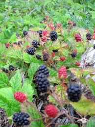 Attēlu rezultāti vaicājumam “Rubus nessensis fruit”
