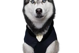 Image result for apupy