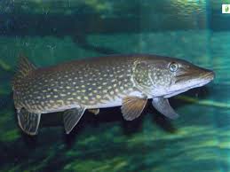 Image result for Esox lucius