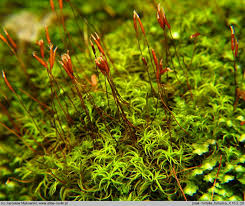 Attēlu rezultāti vaicājumam “Tortella tortuosa”