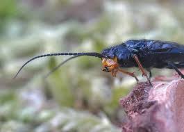 Attēlu rezultāti vaicājumam “Acantholyda erythrocephala”