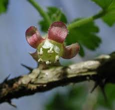 Attēlu rezultāti vaicājumam “Ribes uva-crispa flower”