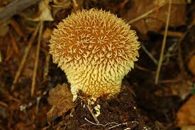 Attēlu rezultāti vaicājumam “Lycoperdon echinatum”