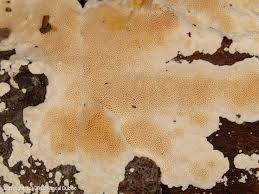 Attēlu rezultāti vaicājumam “Junghuhnia nitida”