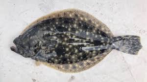Image result for Paralichthys lethostigma